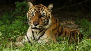 The World's Most Famous Tiger — foto 1