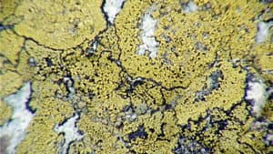 Lichens Are The Way — foto 4