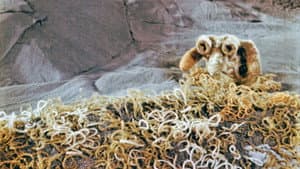 Roheline soov — foto 4