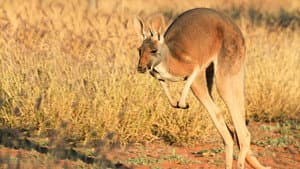 The Kangaroo King — foto 7