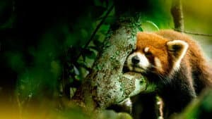 China: Misteriosa y salvaje — foto 3
