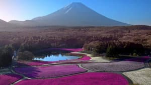 Japon, aux racines du soleil — foto 2