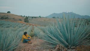 Agaves al alba — foto 9