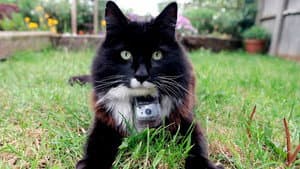 The Secret Life of Cats — foto 1