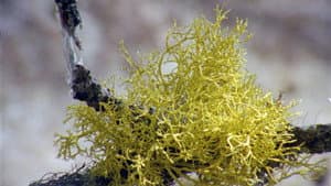Lichens Are The Way — foto 3