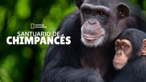 Meet the Chimps — foto 6