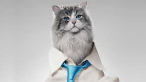 Mi papá es un gato — foto 9