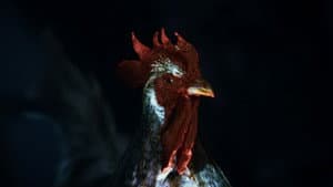 Rooster Road — foto 2