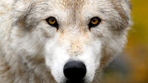 Land of the Lost Wolves — foto 1