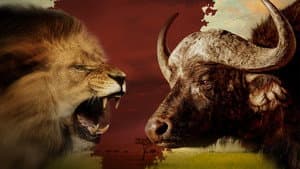 Blood Rivals: Lion vs Buffalo — foto 4