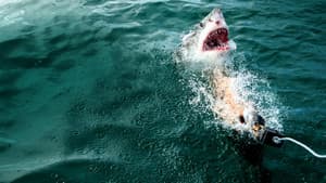 Camo Sharks — foto 6