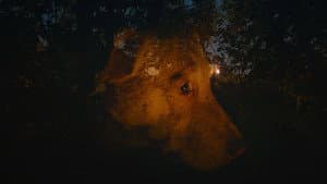 Dreaming Dogs — foto 1