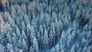 Wald:Sinfonie — foto 1
