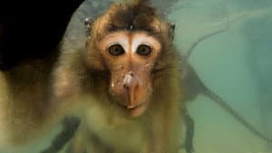 Les singes qui voulaient voir la mer — foto 1
