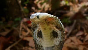 Secrets of the King Cobra — foto 5