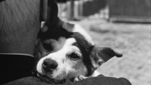 Umberto D. — foto 10