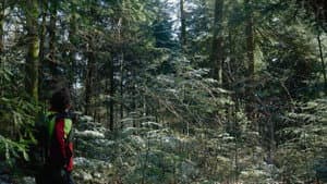 Inestimables forêts — foto 1