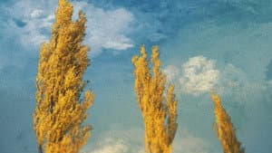 Poplars — foto 1