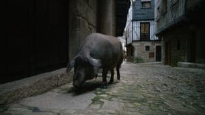 Cerdo