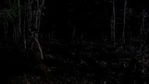 The Hunt — foto 1