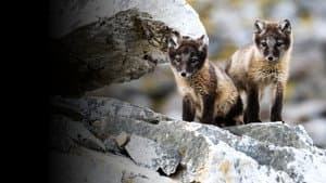 Incredible Animal Journeys — foto 5