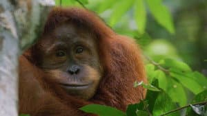 Orangután — foto 3