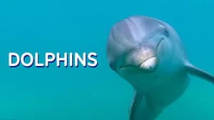 Dolphins — foto 2