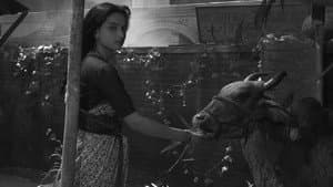 Suraj Ka Satvan Ghoda — foto 2