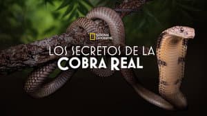 Secrets of the King Cobra — foto 7