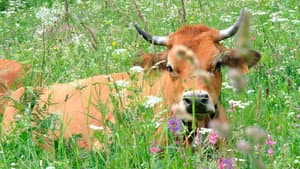 Au bonheur des vaches — foto 1