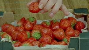 Strawberries — foto 1