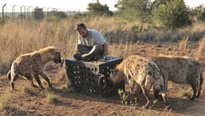 Killer IQ: Lion vs. Hyena — foto 1