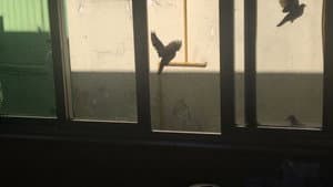 O Dia da Posse — foto 2