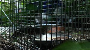 New York Cat Crisis — foto 3