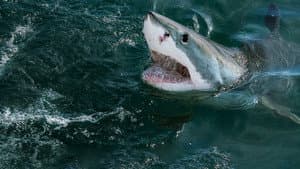Return of the White Shark — foto 12