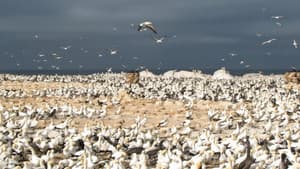 Gannets: The Wrong Side of the Run — foto 4