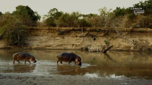 Hippo King — foto 1
