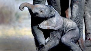 Whispers: An Elephant's Tale — foto 4