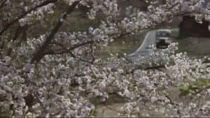 同胞 — foto 3