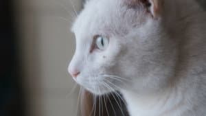 Tre gatti — foto 1