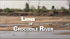Lions of Crocodile River — foto 3