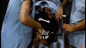 Ham, un chimpanzé dans l'espace — foto 1
