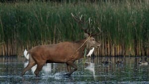 Nature, le retour du sauvage — foto 1