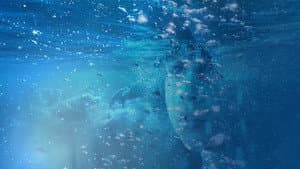 Il Bacio Azzurro — foto 1