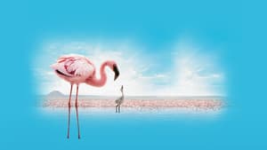 El misterio de los flamencos — foto 2