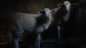 Agnus Dei — foto 1