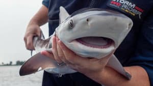 Tiburones bebé — foto 2