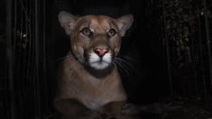 The Mountain Lion and Me — foto 1
