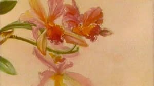 The Orchid House — foto 1
