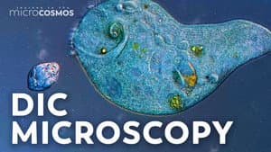 Journey to the Microcosmos — foto 4